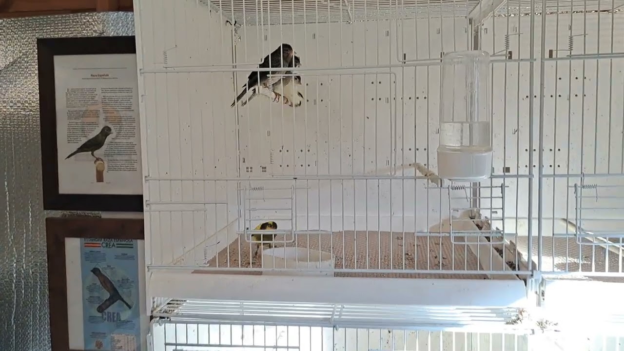 Raza Canary. Новогоднее обновление.