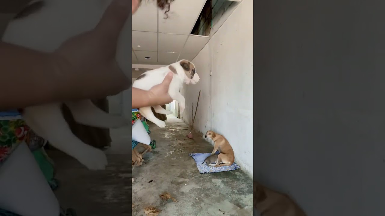 reuno a mis perritos