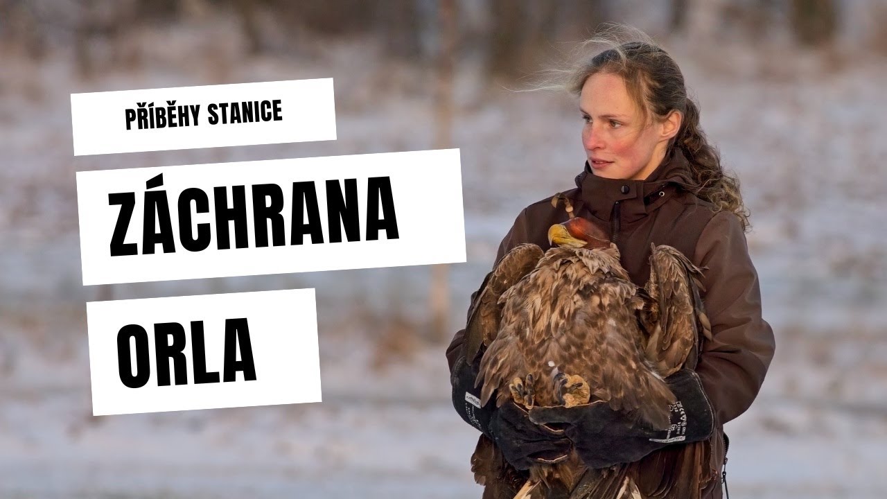 Jak probíhala záchrana otráveného orla