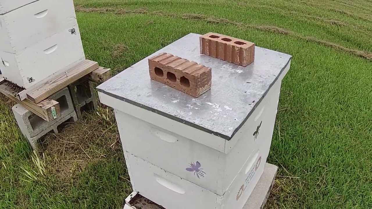 Queenless Hive What Should I Do!!!!