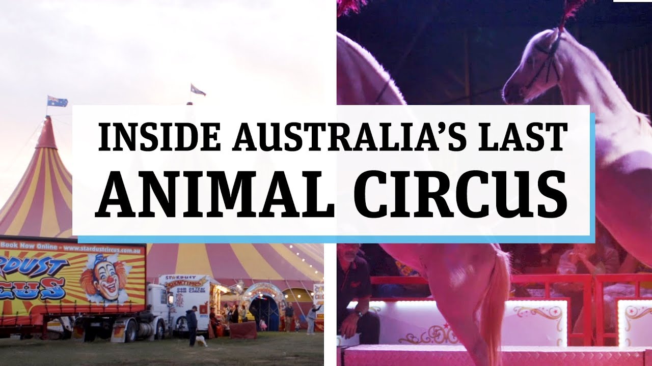 Inside the Stardust Circus, Australia's last animal circus