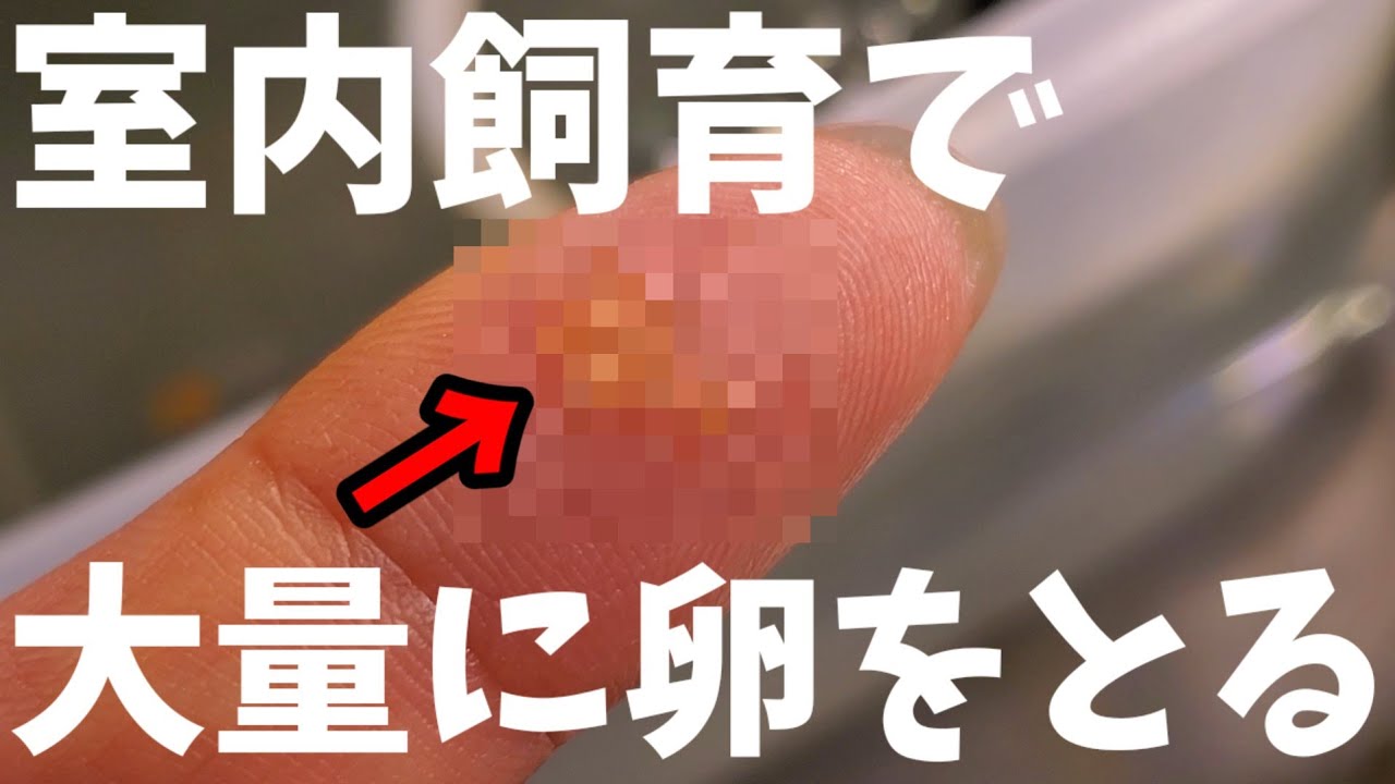 冬の室内飼育‼️メダカの卵を大量にとりたい。実際に数えてみた‼️【イトメ】めだか生涯産卵数と人間の世界一出産した子供の数に超ビックリするぞ‼️安らぎAQUAちゃんねる