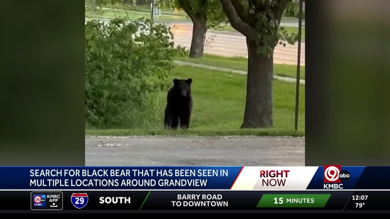 Black bear sightings continue around Kansas City metro