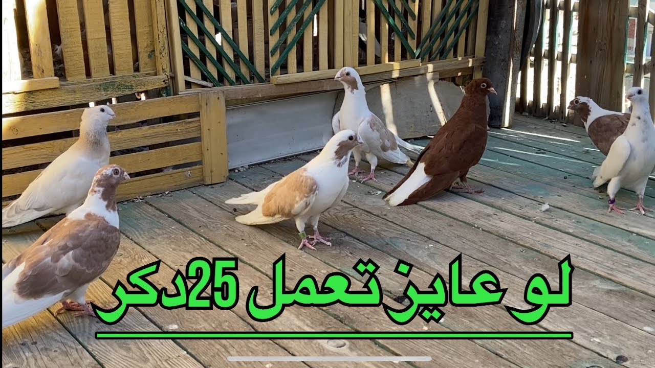 ازاى تعمل 25دكر حمام من زغاليل