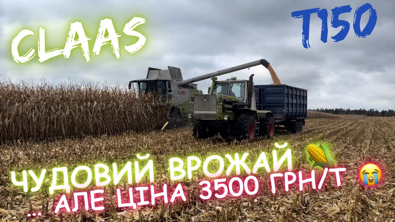 Чудовий врожай кукурудзи‼️ Ще б ціни…😭😭😭