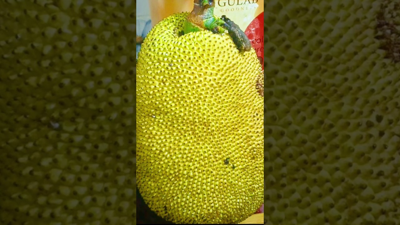 How To Cut Jackfruit Like A Pro कटहल कैसे कांटे #jackfruit#cutting skills #shorts