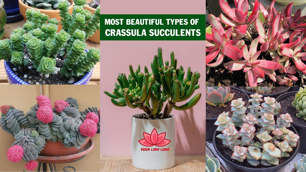 28 most beautiful types of Crassula succulents | Linh Lung Garden