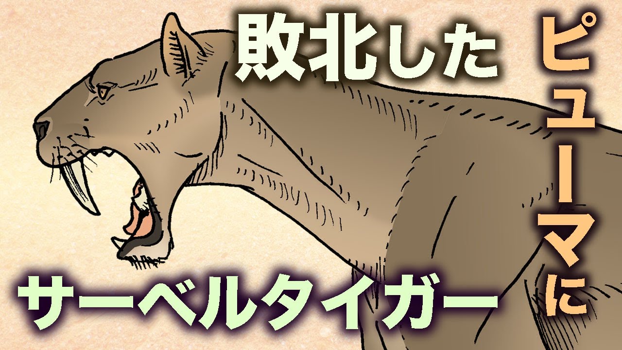 ピューマに敗北したサーベルタイガー　地球の歴史　その５４　最強のネコ科動物サーベルタイガーは、人類の電撃戦とピューマとの生存競争に敗れたらしい。