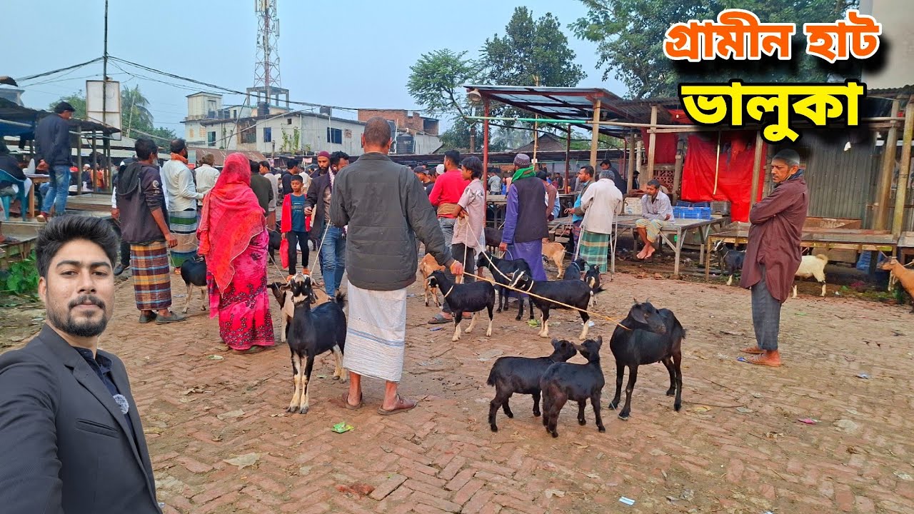 শীতে দেশি ছাগলের দাম কম | goat market price in Bangladesh Mymensingh 