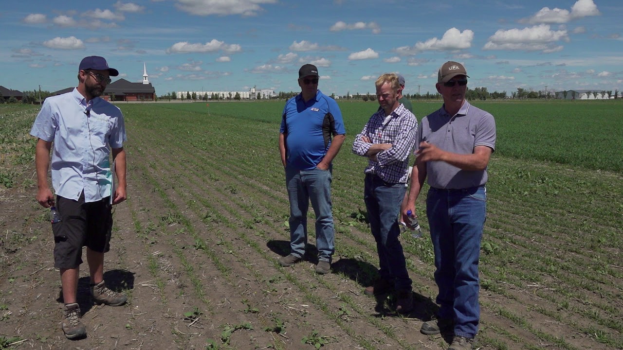 Precision Planting Canola