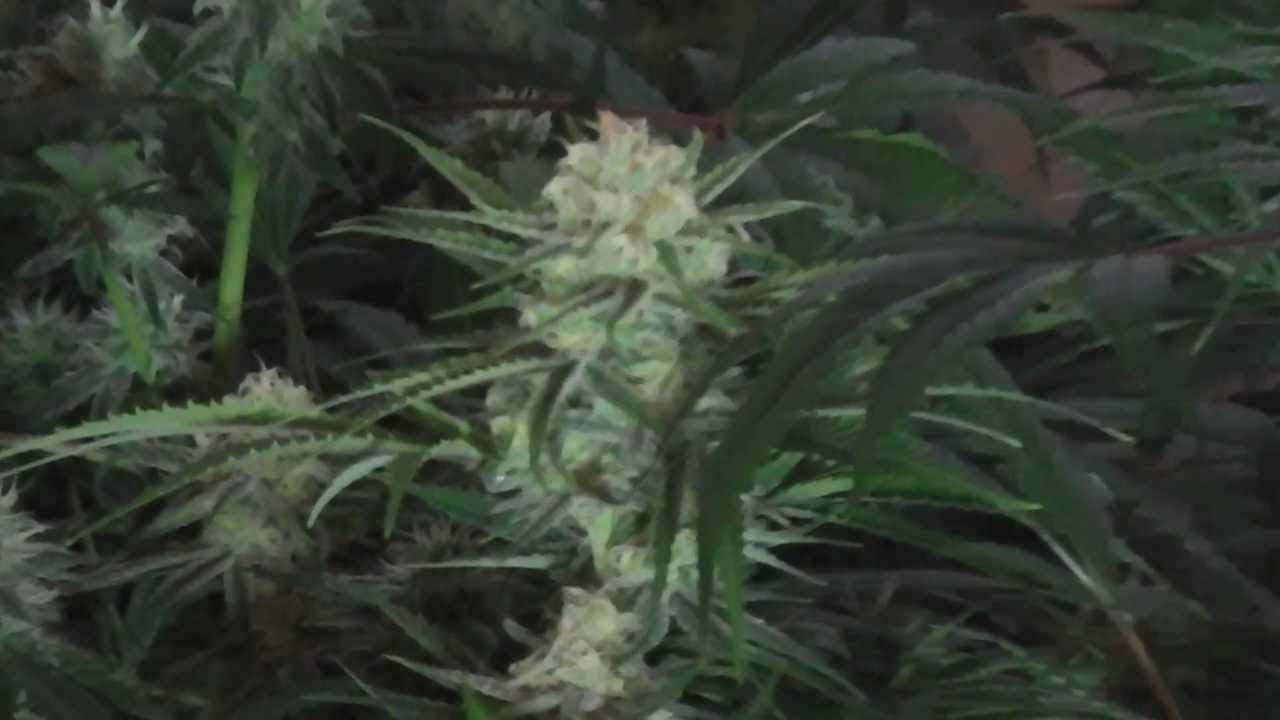 space bomb and deep blue day 41