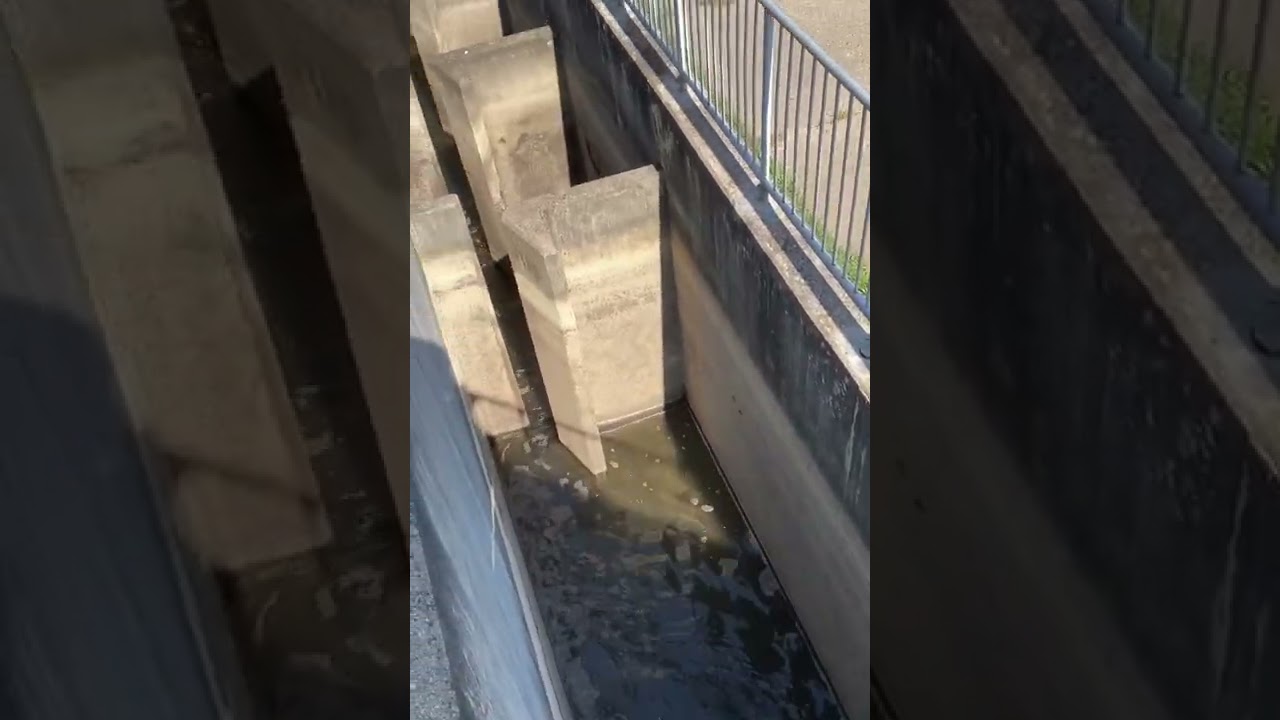 Sights & Sounds: Fitzgerald Park Fish Ladder