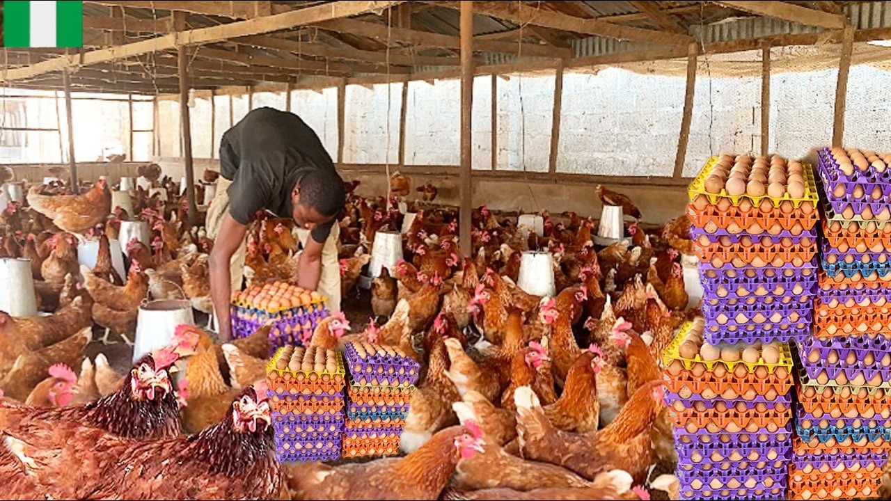How Weather Affects Egg Production in Layer Chickens