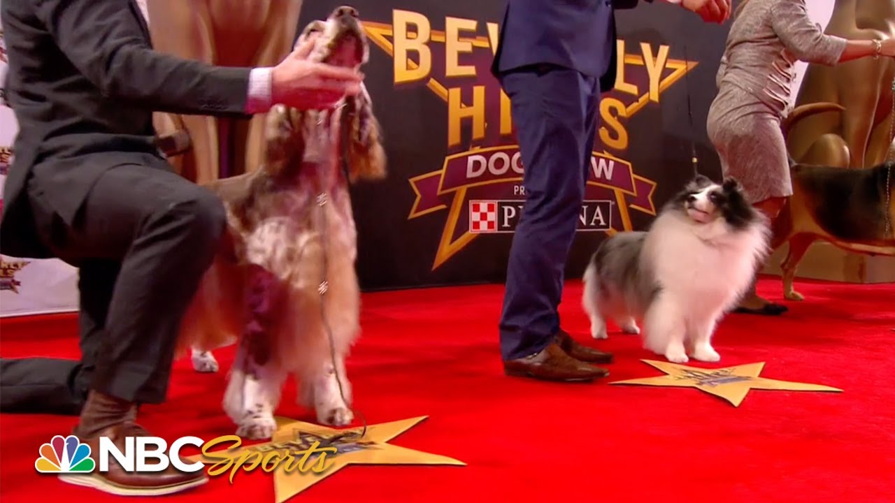 Beverly Hills Dog Show 2019: Best in Show (Full Judging) | NBC Sports