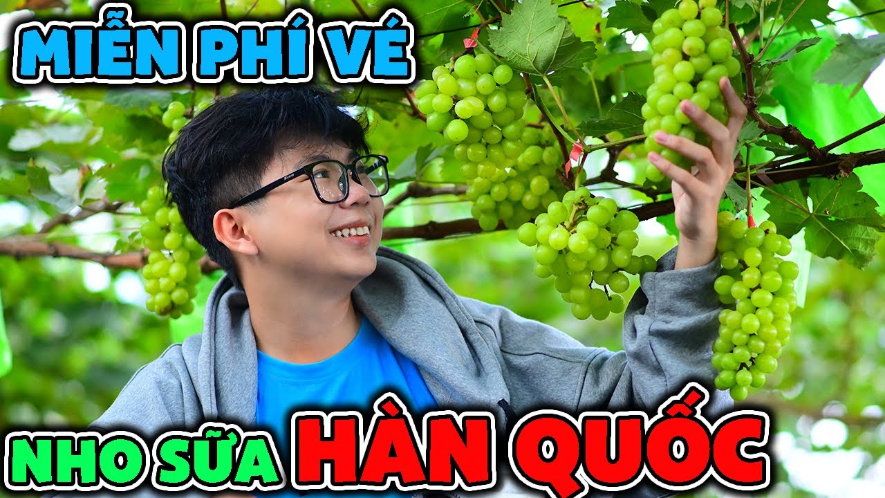 Trải Nghiệm Hái Và Ăn Thử NHO Tại Vườn Gần SÀI GÒN!! Nông Trại Nho Sữa Hoàng Việt