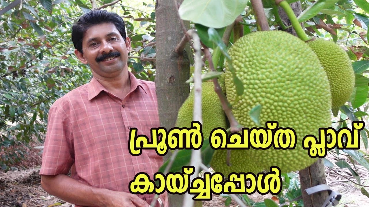 പ്രൂൺ ചെയ്ത പ്ലാവ് വീണ്ടും കായ്ച്ചു Vietnam Super Early Jackfruit Farming Tips