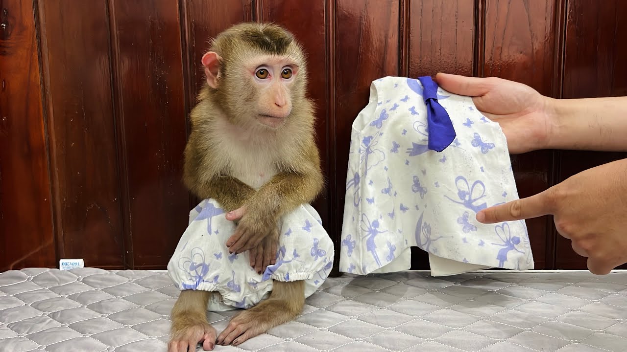 monkey Tina refused and didn't want to wear the new clothes. Why?