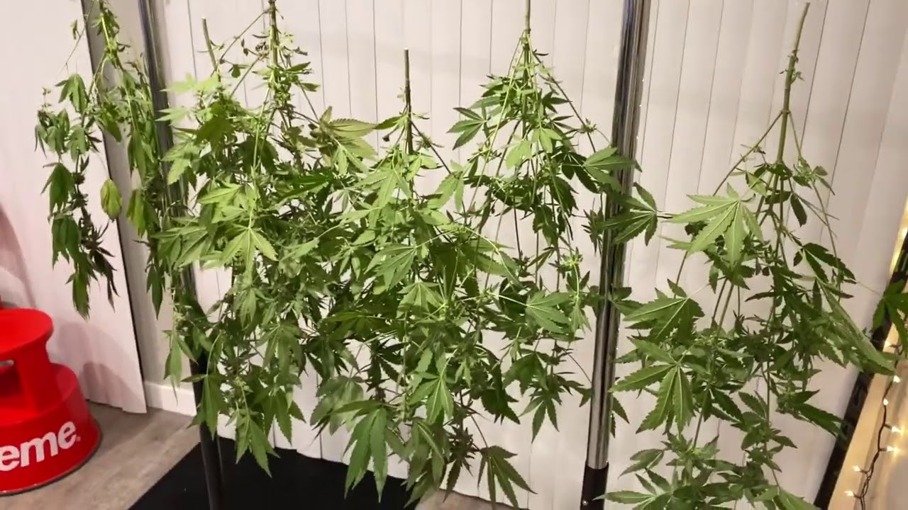 Grow Update (Green Dragon Clones Pt. 3)