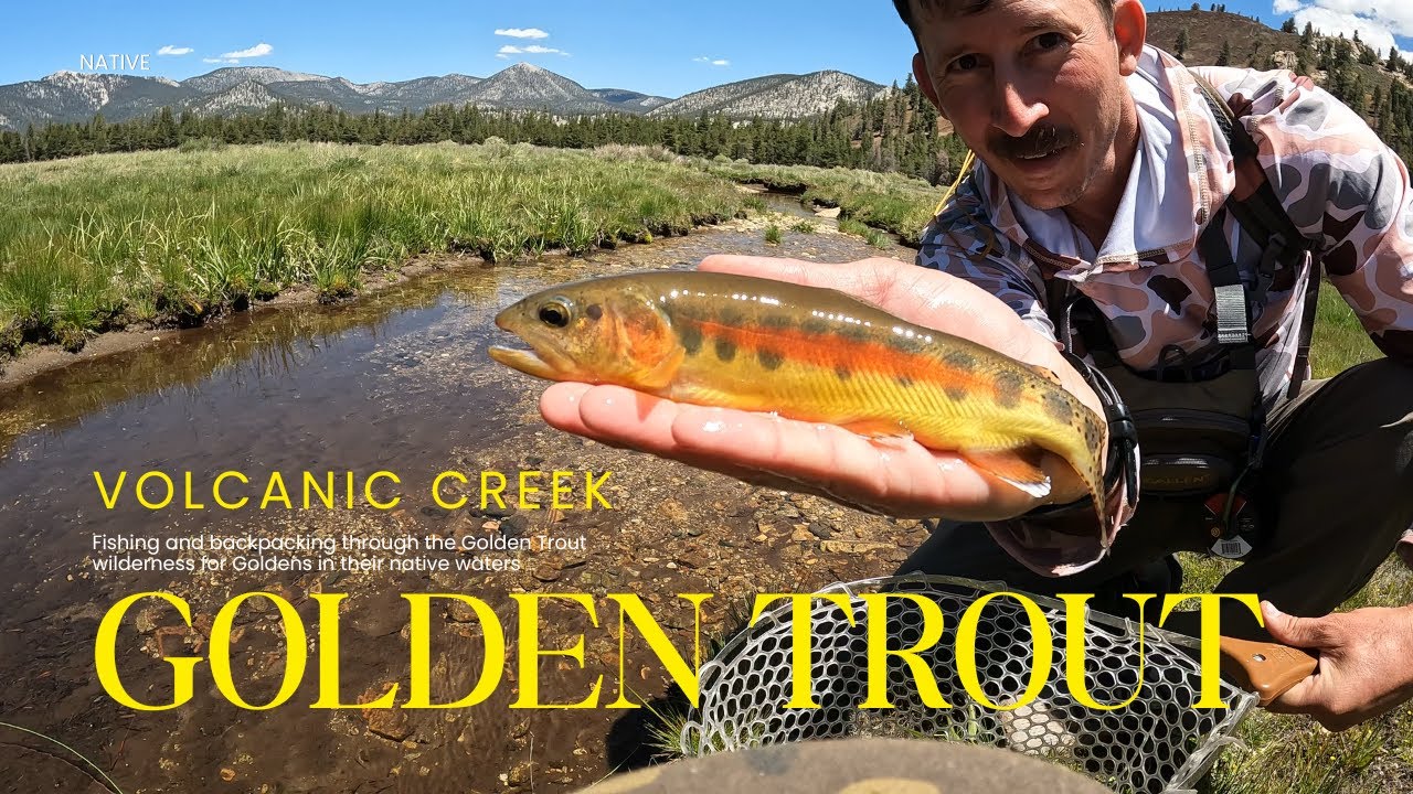 Fly Fishing for Golden Trout in the High Sierra