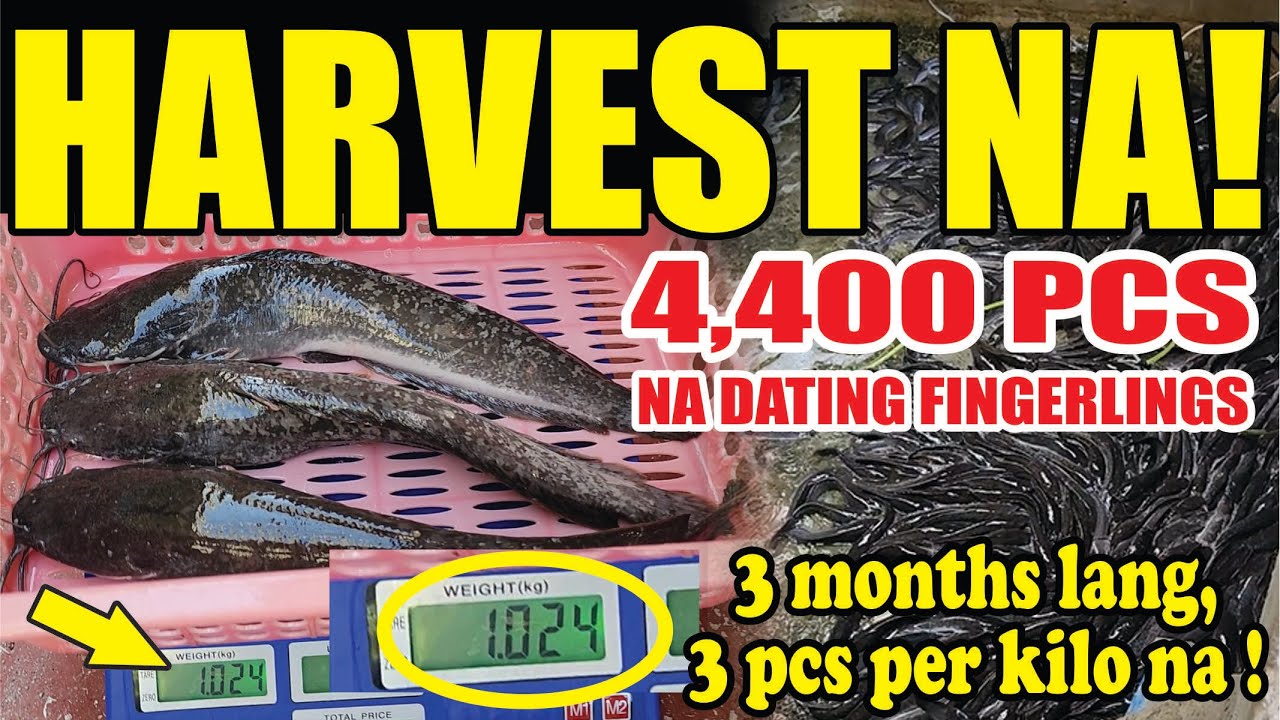 Ep. #20 - 3 MONTHS LANG HARVEST NA! 4,400 PCS NA DATING FINGERLINGS, 3 PCS PER KILO NA!