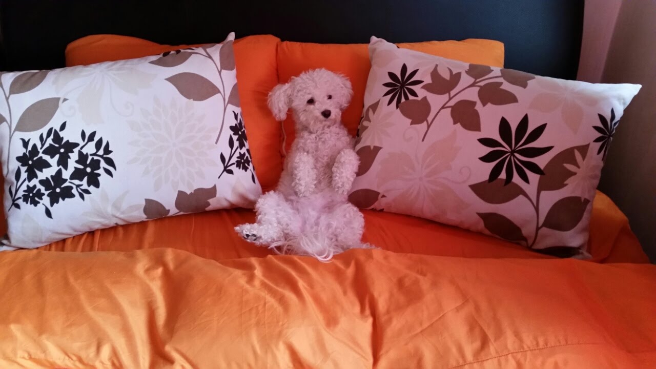 Bichon frise ***GIACCA***JACKET***