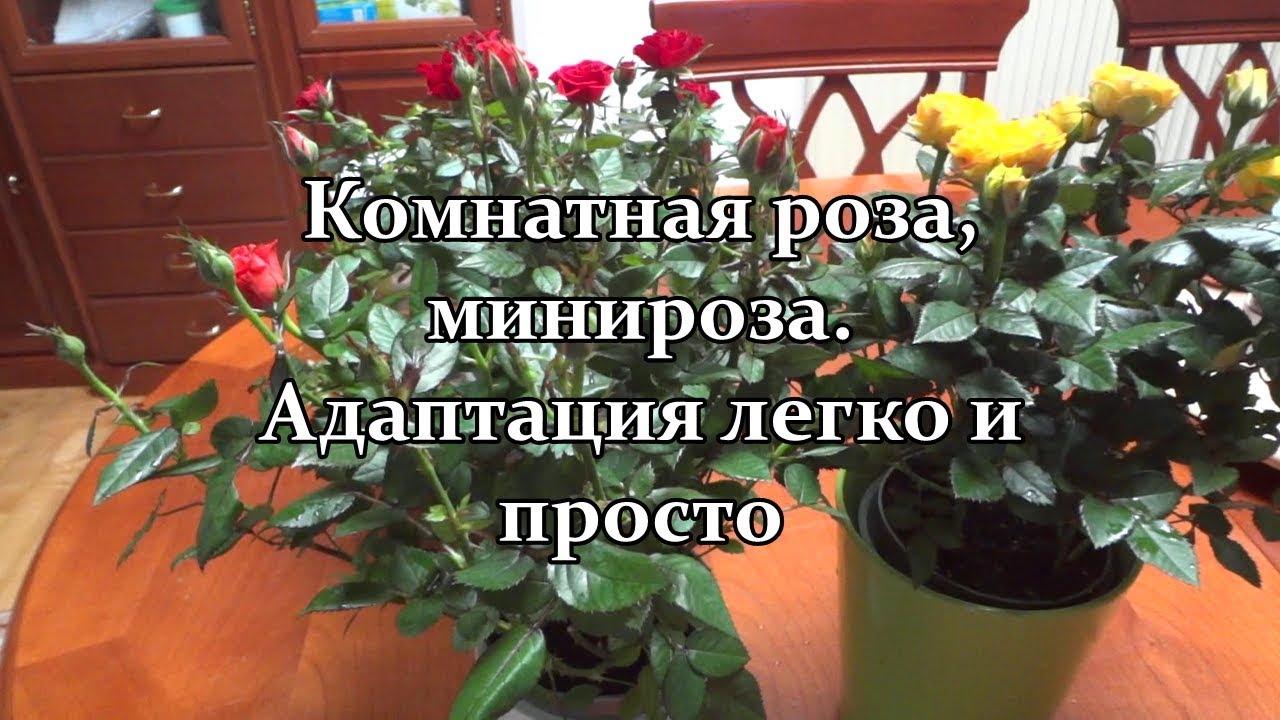 🌺 Комнатная роза,  минироза. Адаптация легко и просто!