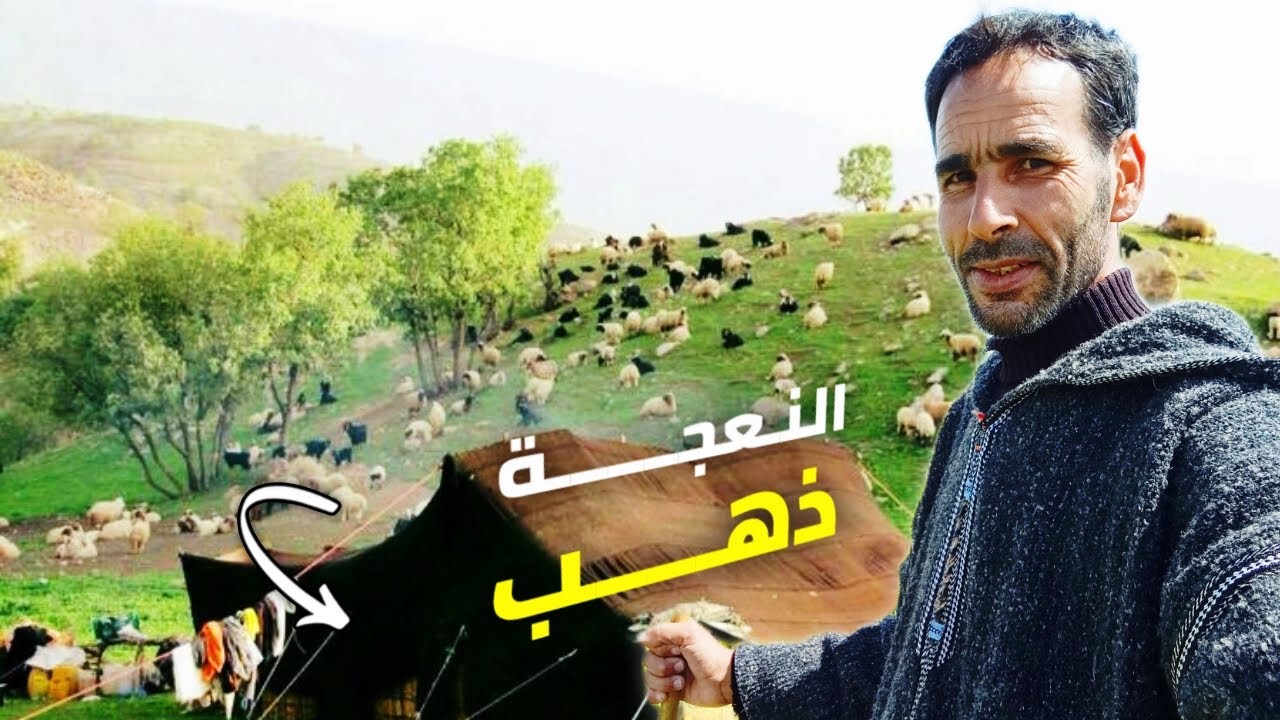 أسرار لا غنى عنها لنجاح مشروع تربية الأغنام 🐏 طبقها والربح مضمون،؟💰