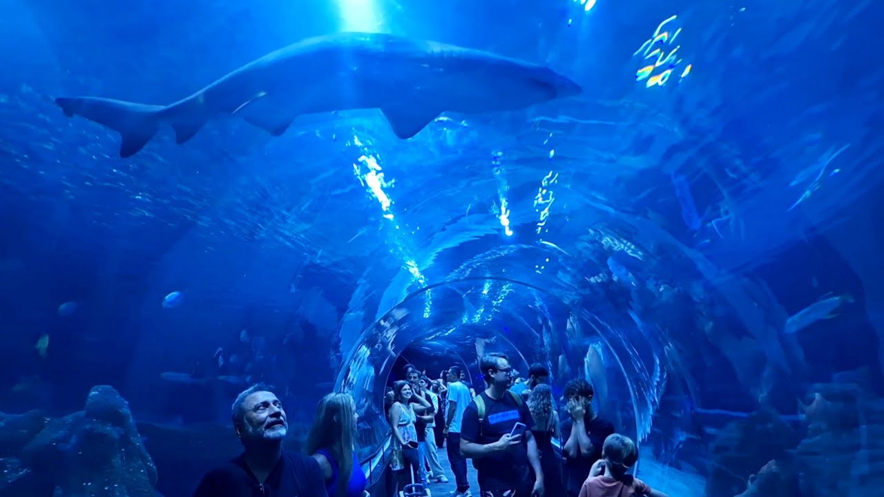 ENTREI no MAIOR AQUÁRIO da América Latina! Você NÃO VAI ACREDITAR no que vi! 🐠😱