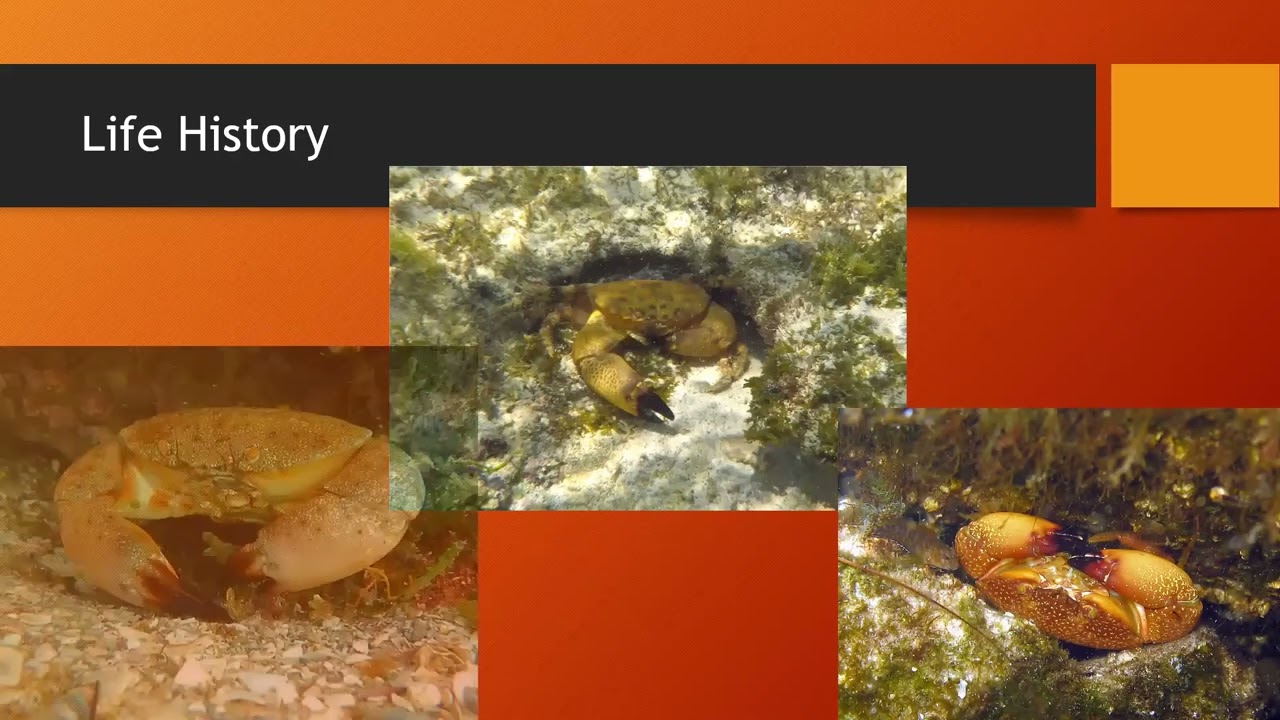 Stone Crab Research and Monitoring | Naples Preserve Nature Talks