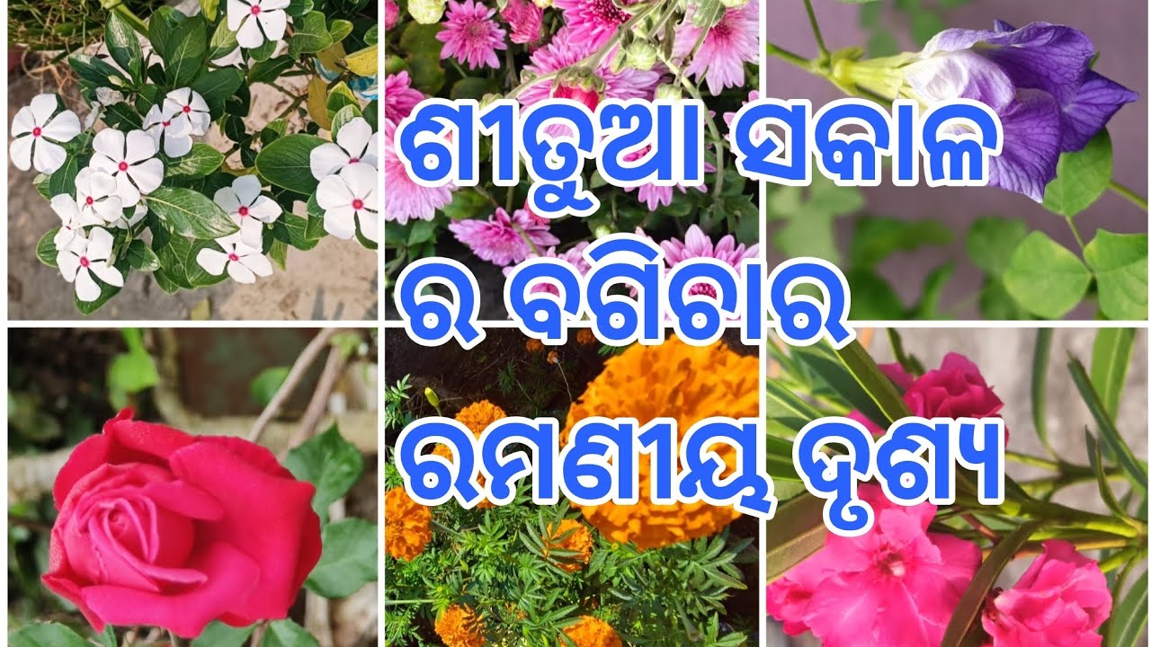 ଶୀତୁଆ ସକାଳର ବଗିଚାର🥰 ରମଣୀୟ ଦୃଶ୍ୟ | The Beautiful View😍🌫️🌄🌺 Of The Garden On Winter Morning |