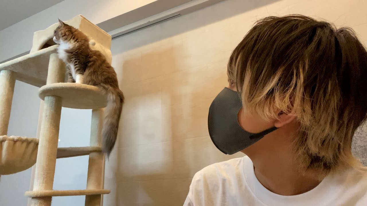 愛猫のたぬきちと一緒に動画を撮ってみようと思います
