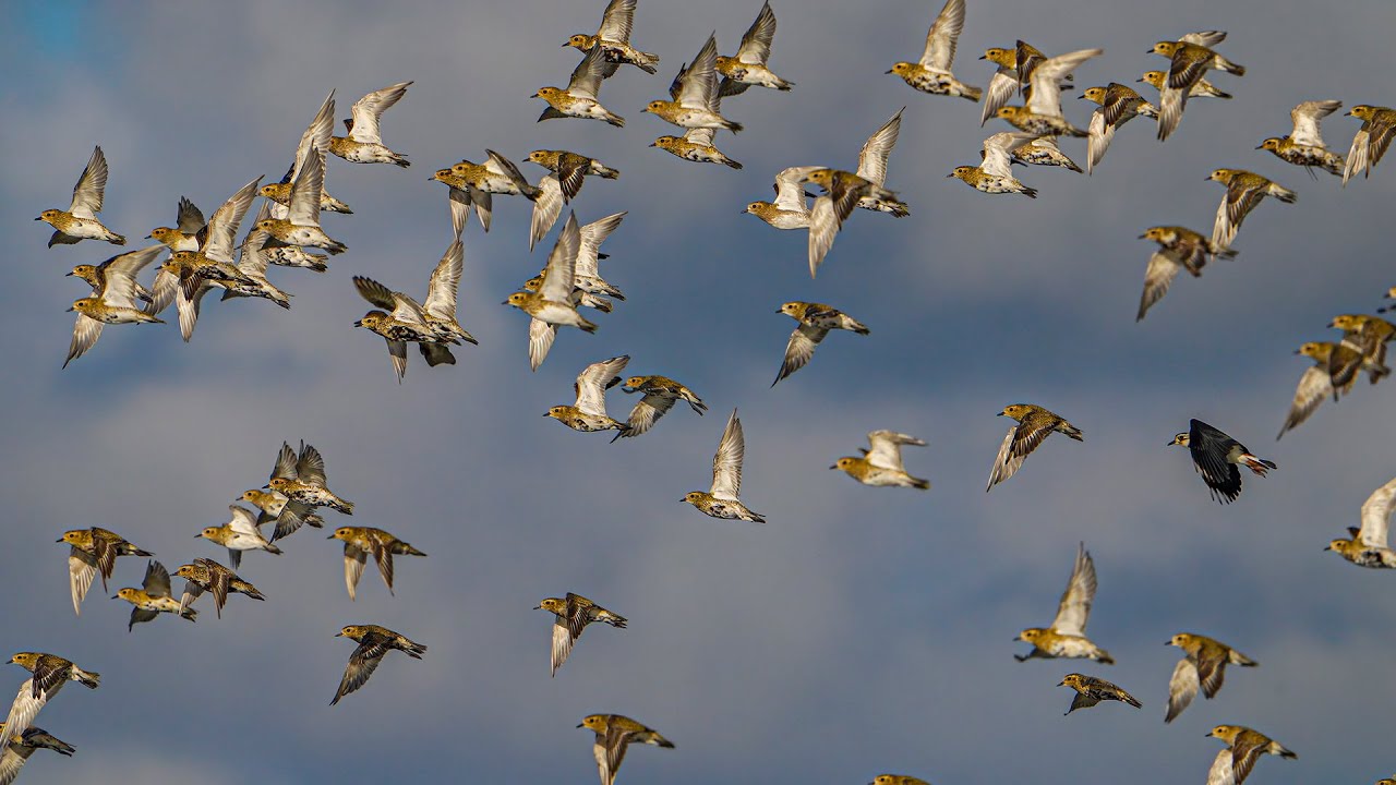goudplevieren in Nationaal Park Lauwersmeer