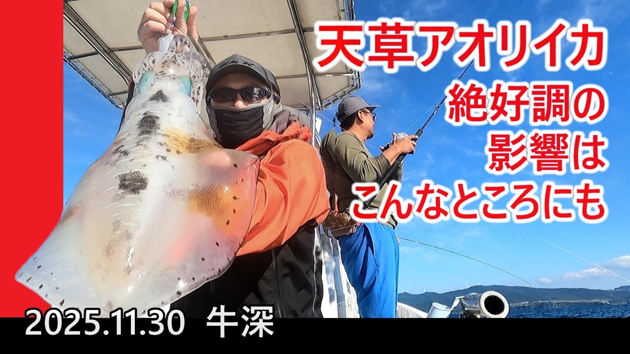 【天草・牛深】今シーズン天草のアオリイカは絶好調！ その影響はこんなところにも…【ジギング】