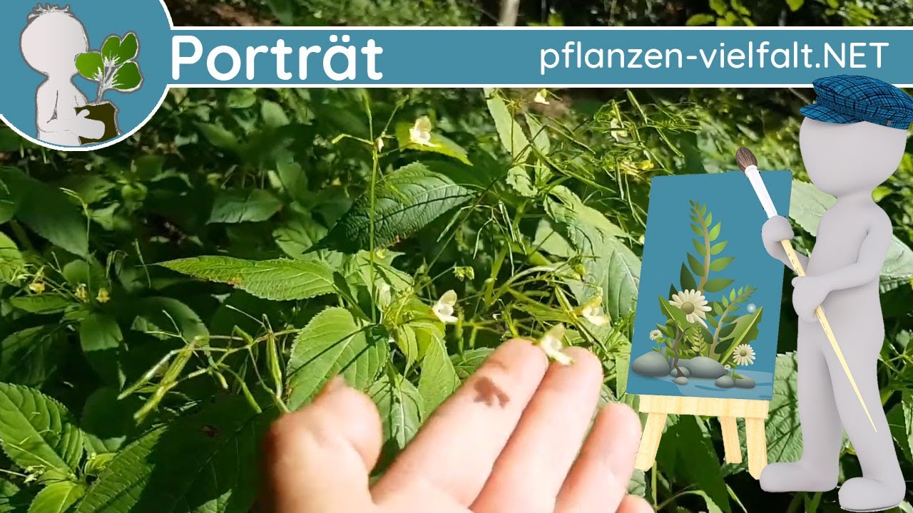 🖼️ Porträt 129 - Kleines Springkraut (Impatiens parviflora) - Steckbrief (Samen essbar)