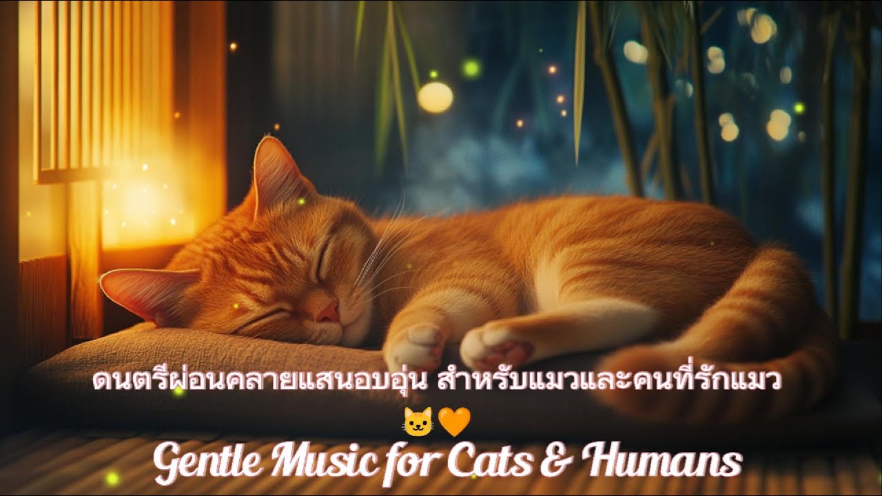 ดนตรีผ่อนคลายแสนอบอุ่น สำหรับแมวและคนที่รักแมว 🐱🧡 Gentle Music for Cats & Humans #ดนตรีผ่อนคลาย