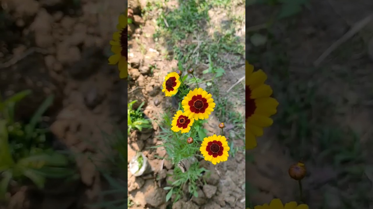 Coreopsis Flowers video | Calliopeis Tinctoria | #flowers #cosmos