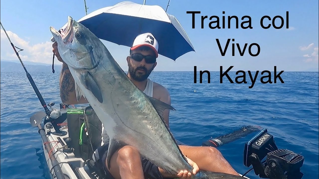 Una grossa Leccia Amia, quando meno te lo aspetti. Kayakfishing, traina col vivo.