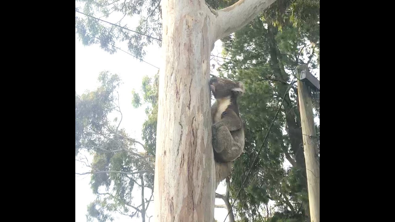 What Does The Koala Say!?