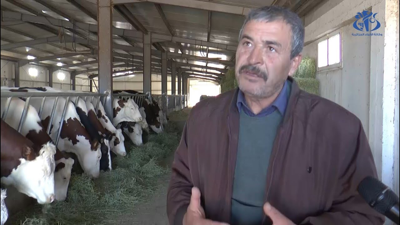 برج بوعريريج: مزرعة عدالة نموذج ناجح لتربية الابقار الحلوب بالولاية