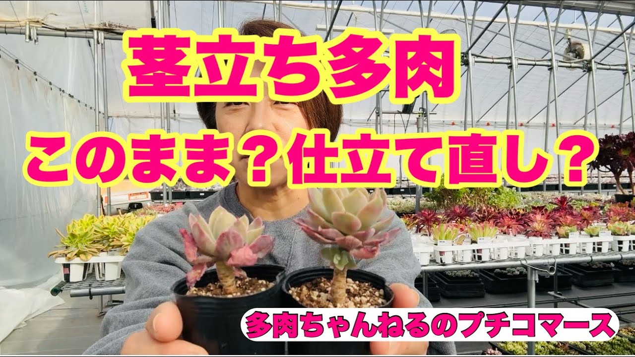 【多肉植物】茎立ちした多肉をどうする？そのまま❓仕立て直し❓2026年1月25日