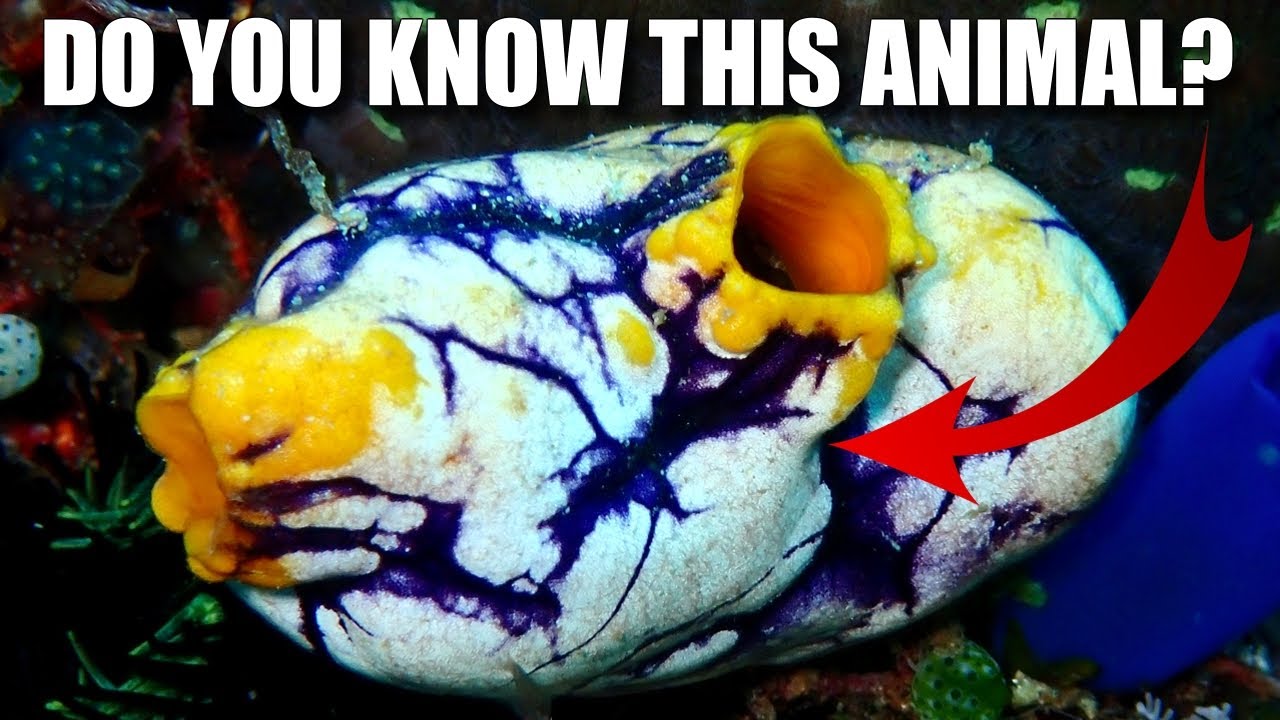Ink-Spot Sea Squirt Facts: the GOLDEN Tunicate 🪙 Animal Fact Files