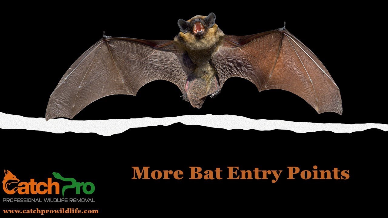 Bats in my Attic - How do they get in?  CatchPro Wildlife Removal - Greensboro, GA