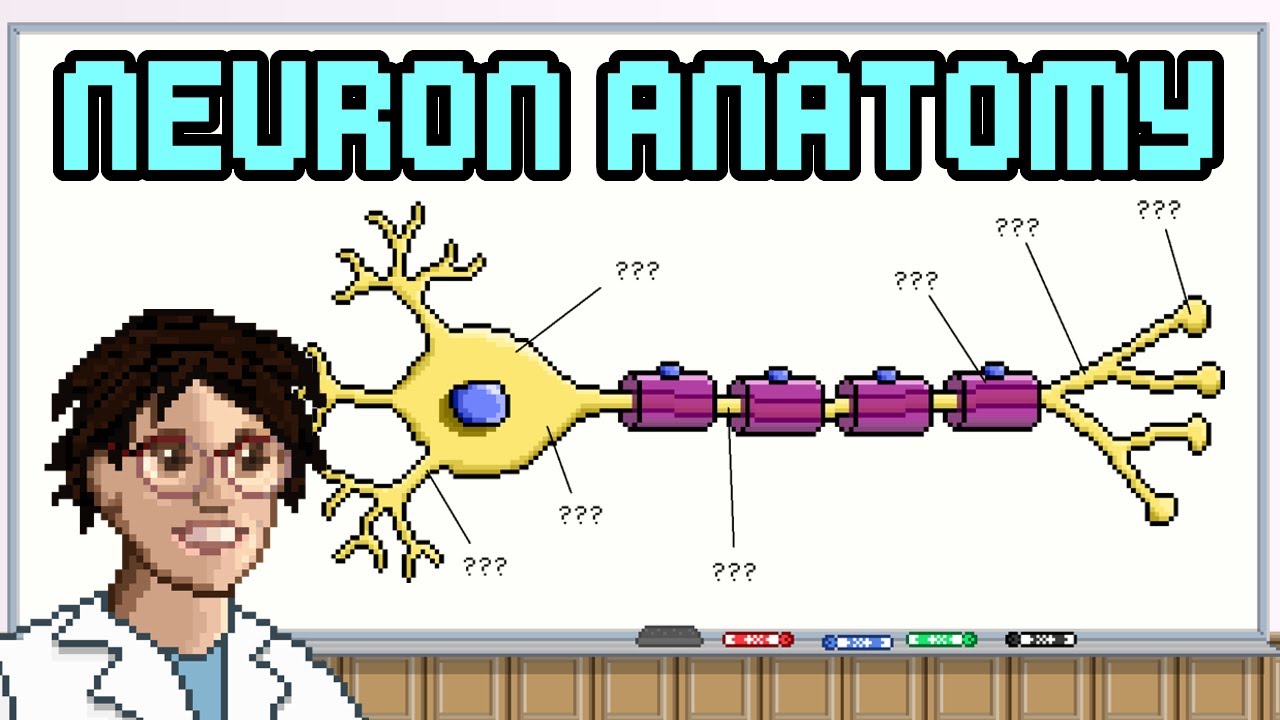 Anatomy of a Neuron