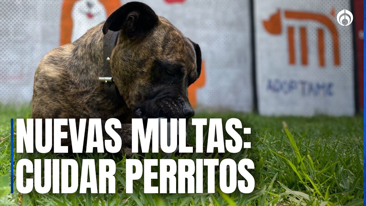 ¿Mejor cuidar perritos que estar en el torito? Infractores pagarán condenas paseando lomitos