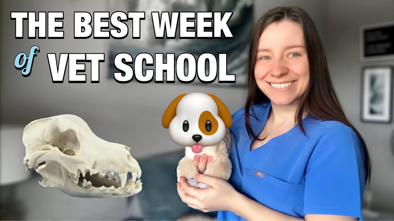 WEEK IN THE LIFE OF A VET STUDENT: so many labs + a final!