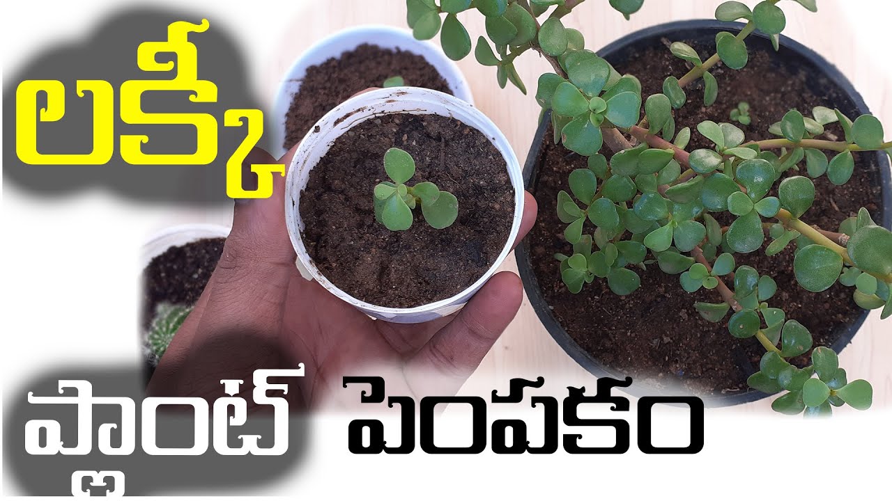 లక్కీ ప్లాంట్ పెంపకం | Jade Plant Propagation and caring in Telugu | I Do Gardening