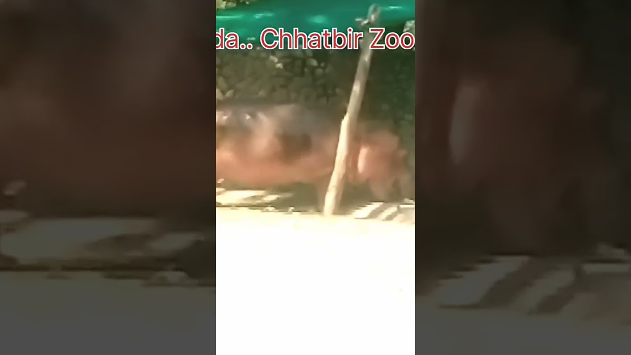 😱🐼Chhatbir Zoo #chandigarh#hippopotamus#wildlifecentury#ytshorts#horrorshorts@SatwantSinghDhaliwal7