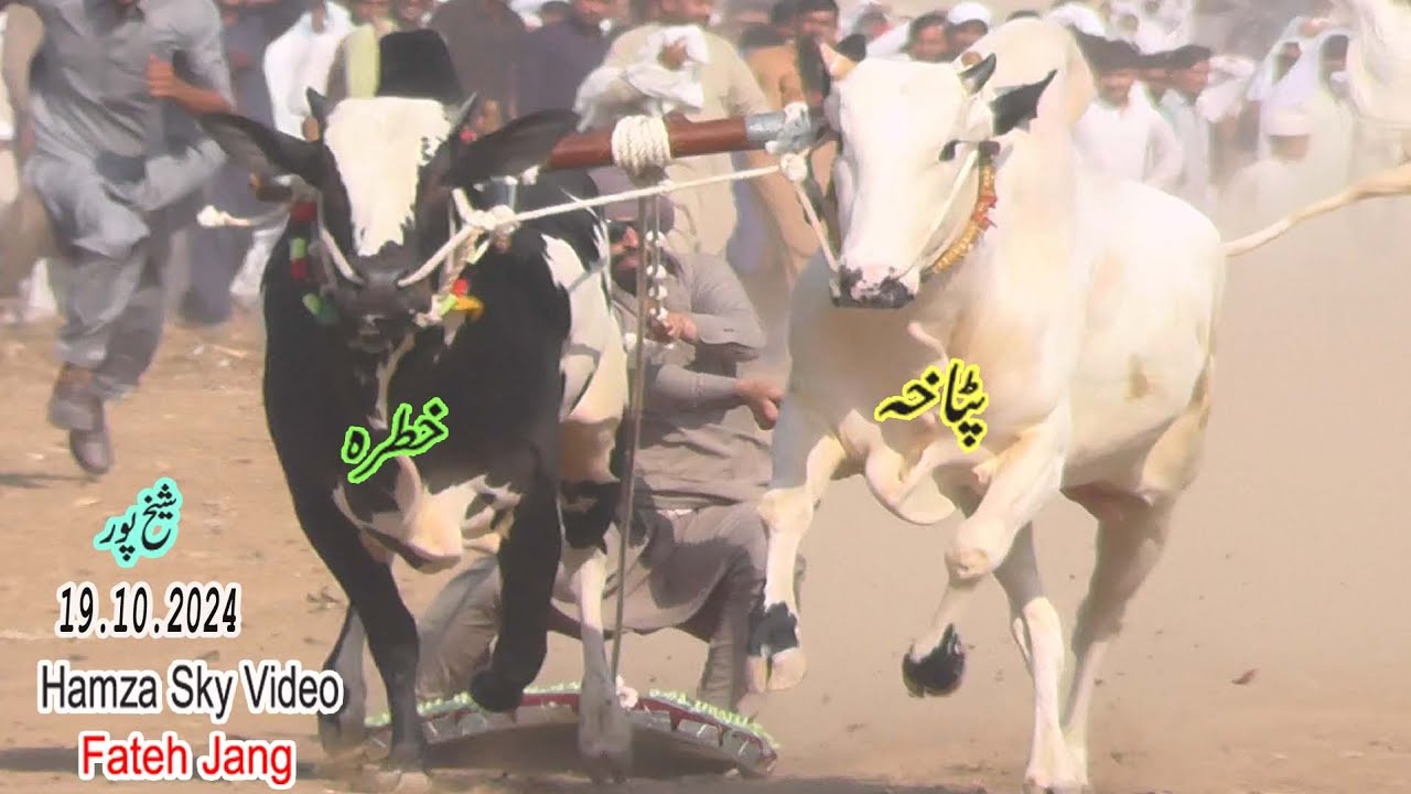 Sheik Poor Bull Race 19.10.2024  Hamza Sky Video Fateh jang