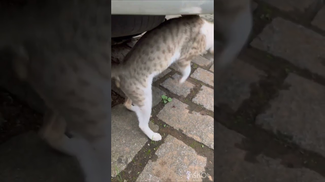 Male cat marking his territory