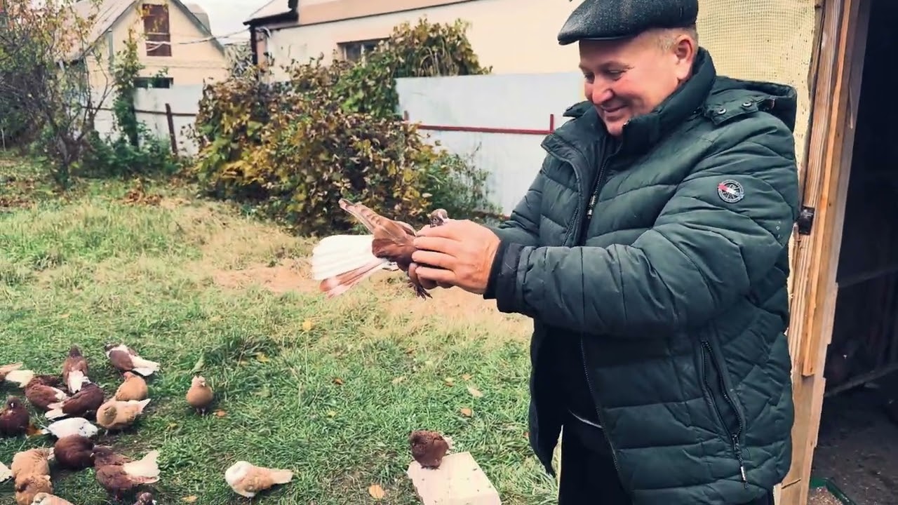 ГОЛУБИ НИКОЛАЕВСКИЕ 